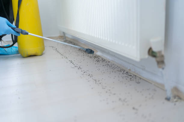 Best Termite Control Services  in Perry Park, CO